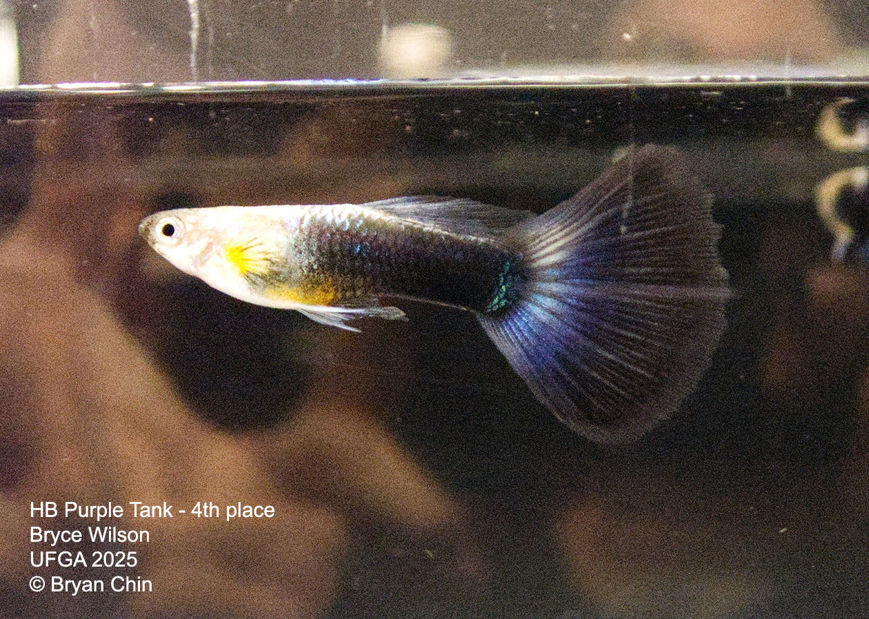 Guppy HB Purple